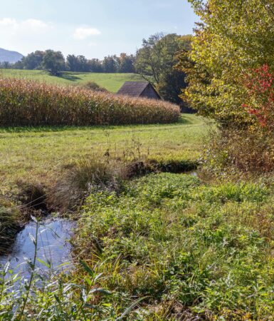 Haies taille gouvernement