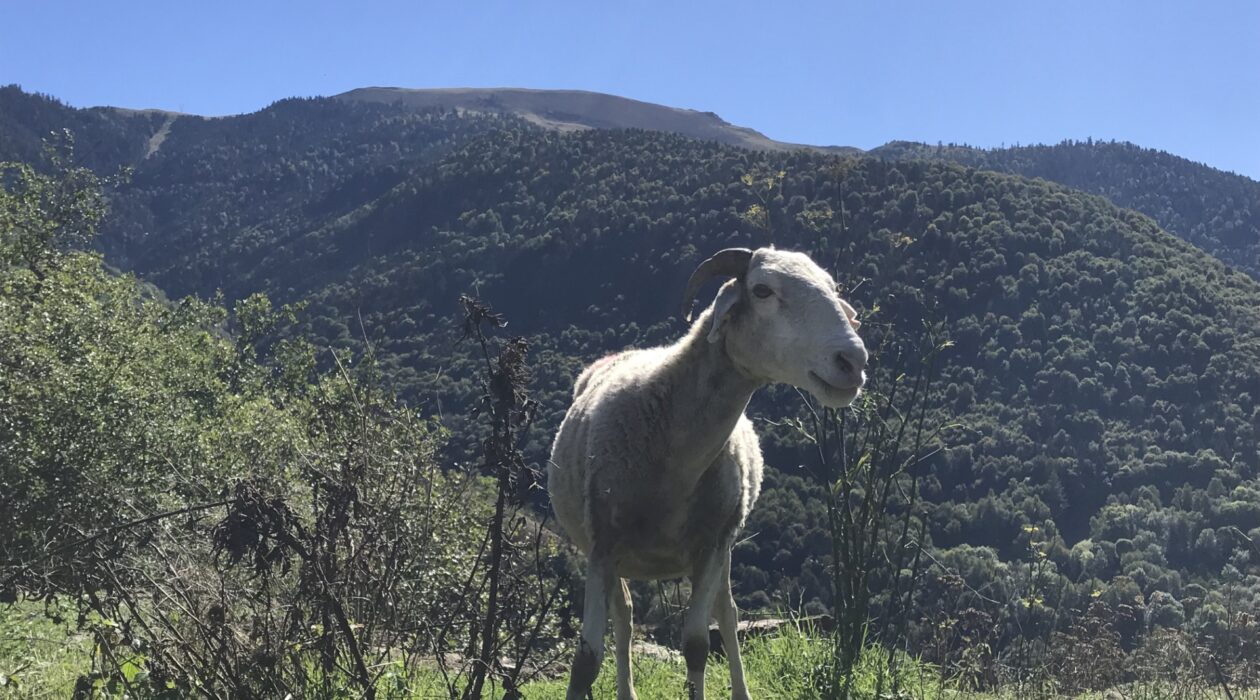 Luchon Vacances Toussaint