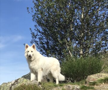 Marcher au bureau avec Oslo