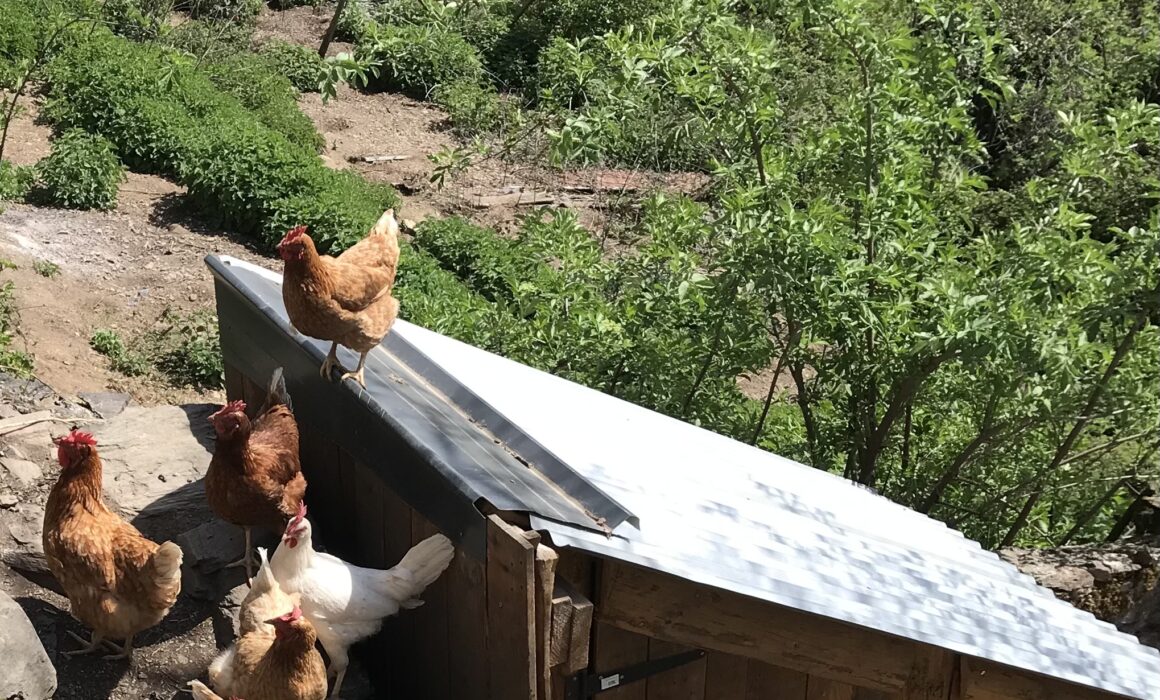 Poules pondeuses Melles