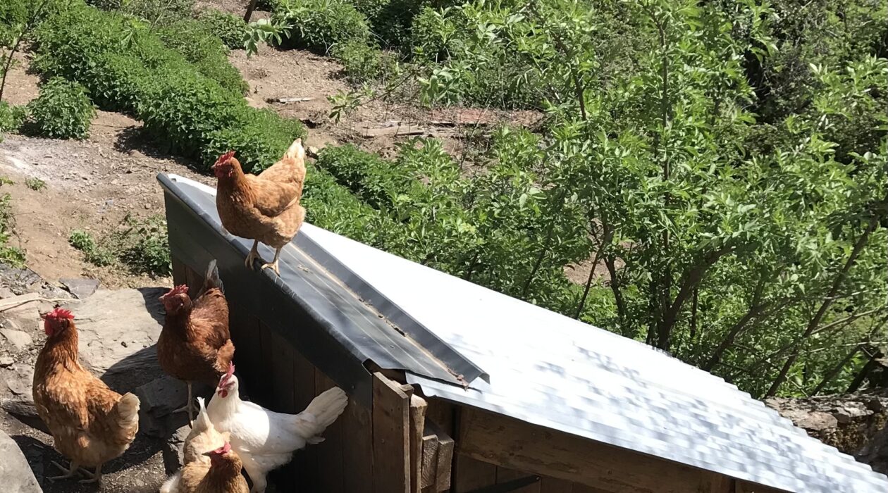 Poules pondeuses Melles