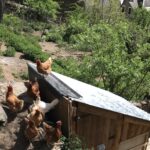Poules pondeuses Melles