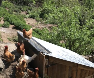 Poules pondeuses Melles