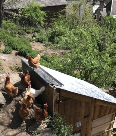 Poules pondeuses Melles