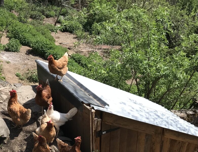 Poules pondeuses Melles