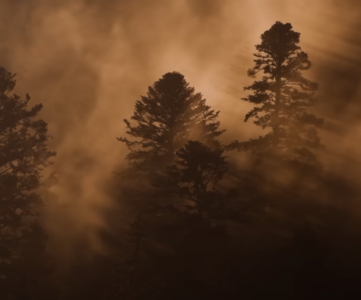 Le chant des forêts (Vincent Munier) capture écran bande annonce du film
