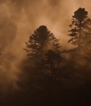 Le chant des forêts (Vincent Munier) capture écran bande annonce du film
