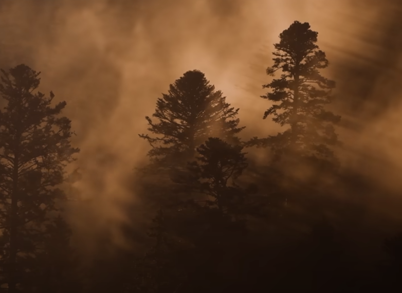 Le chant des forêts (Vincent Munier) capture écran bande annonce du film