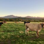 vache salon de l'agriculture