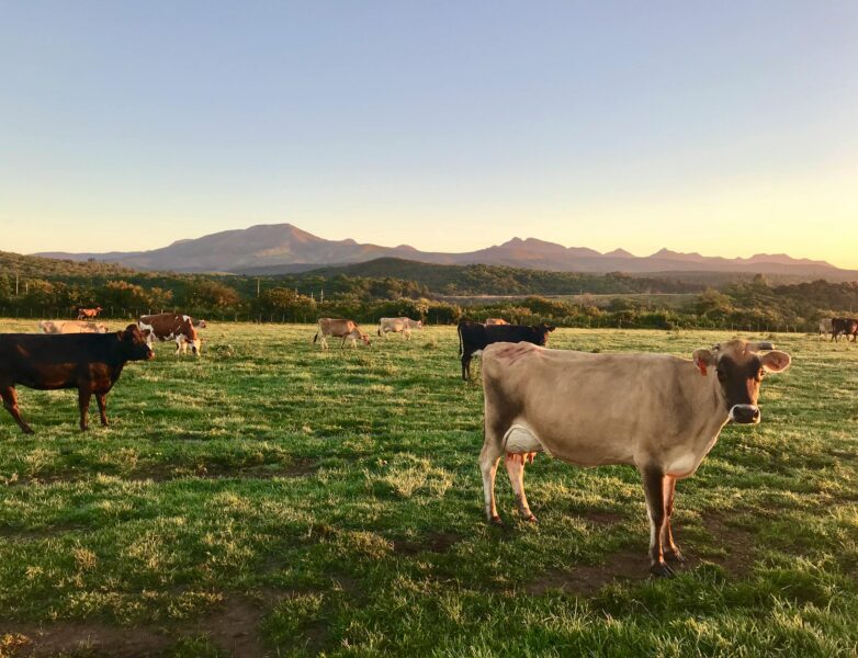 vache salon de l'agriculture