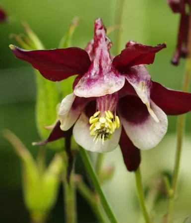 jardin botanique de Melles