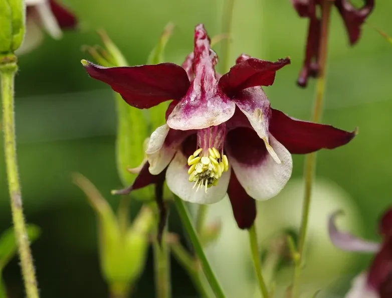 jardin botanique de Melles