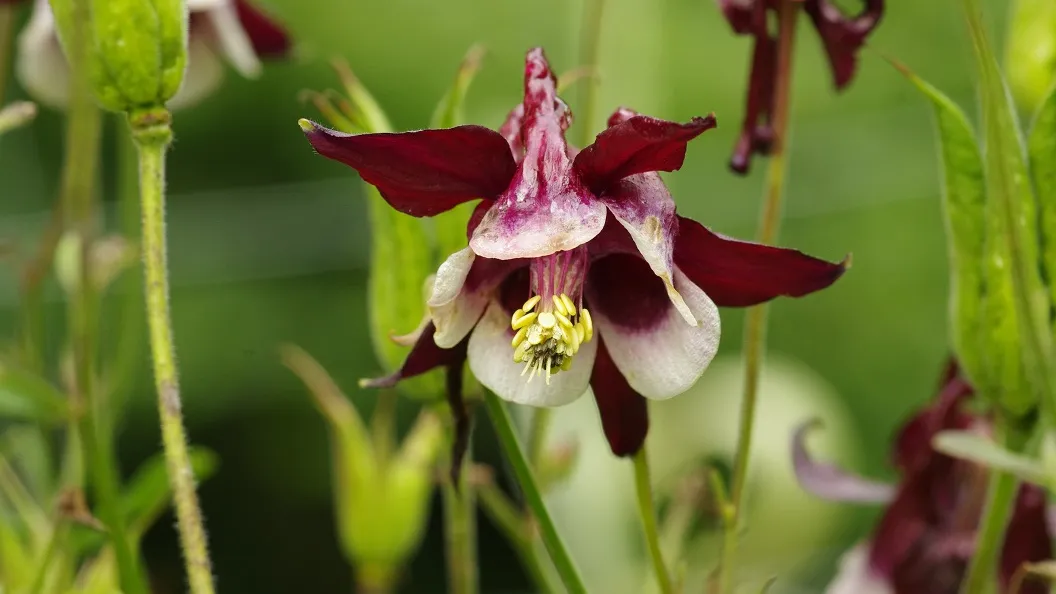 jardin botanique de Melles
